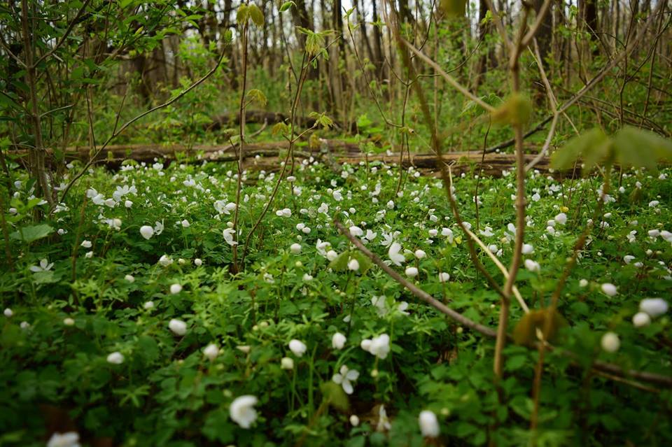 Website Banner Image